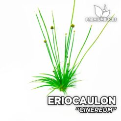 Eriocaulon Cinereum planta de acuario