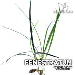 Fenestratum Culum planta de acuario