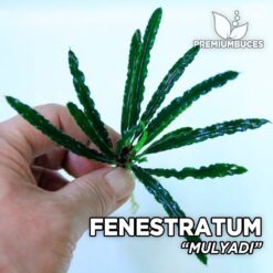 Fenestratum Mulyadi planta de acuario
