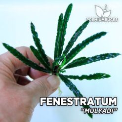 Fenestratum Mulyadi Aquarium Plant