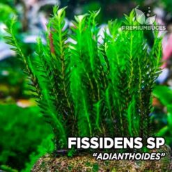 Fissidens Adianthoides musgo de acuario