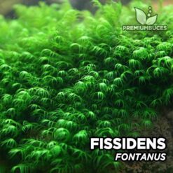 Fissidens Fontanus musgo de acuario