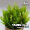 Fissidens Grandifrons Aquarium Moos