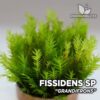 Fissidens Grandifrons aquarium moss