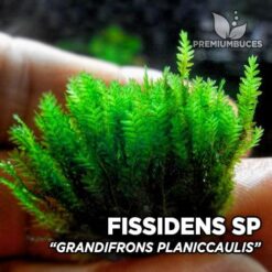 Fissidens Grandifrons Planiccaulis musgo de acuario