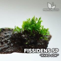 Fissidens Khao Sok musgo de acuario