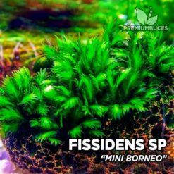 Fissidens Mini Borneo musgo de acuario
