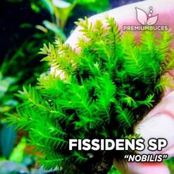 Fissidens Nobilis musgo de acuario