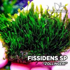 Fissidens Zollingeri musgo de acuario
