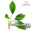 Homalomena Groene aquariumplant