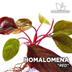 Homalomena Red planta de acuario