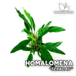 Homalomena Sekadau planta de acuario
