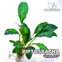 Piptospatha Ridleyi planta de acuario