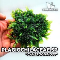 Plagiochilaceae Cameroon Moss musgo de acuario