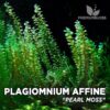 Plagiomnium Affine Pearl Moss musgo de acuario