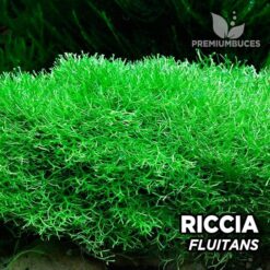 Riccia Fluitans musgo de acuario