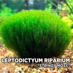 Leptodictyum Riparium Stringy Moss musgo de acuario