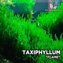 Taxiphyllum Flame Moss musgo de acuario