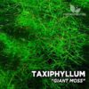 Taxiphyllum Giant Moss musgo de acuario