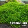 Taxiphyllum Spiky Moss musgo de acuario