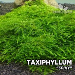 Taxiphyllum Spiky Moss musgo de acuario