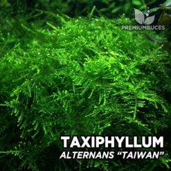 Taxiphyllum Taiwan Moss musgo de acuario