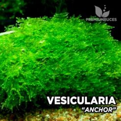 Vesicularia Anchor Moss musgo de acuario