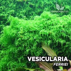 Vesicularia Ferriei Weeping musgo de acuarioMoss