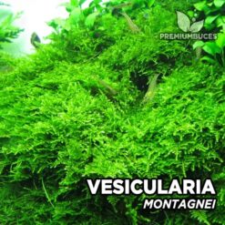 Vesicularia Montagnei musgo de acuario