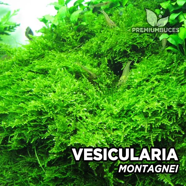 Mousse de Java - Vesicularia dubyana - Mousse tropicale aquatique