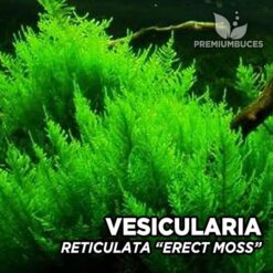 Vesicularia Reticulata Erect Mossmusgo de acuario
