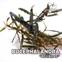 Bucephalandra Belindae planta de acuario