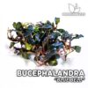 Plante d'aquarium Bucephalandra Blue Bell