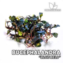 Bucephalandra Blue Bell