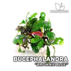 Bucephalandra Brownie Blue aquarium plant
