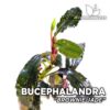 Bucephalandra Brownie Jade planta de acuario