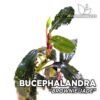 Bucephalandra Brownie Jade Aquarium Pflanze