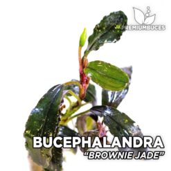Bucephalandra Brownie Jade Aquarium Plant