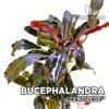 Plante d'aquarium Bucephalandra Centipede