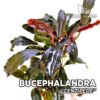 Bucephalandra Centipede planta de acuario