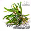 Bucephalandra Crocodile Land Aquarium Plant