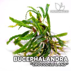 Bucephalandra Crocodile Land planta de acuario