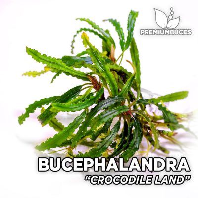 Bucephalandra • Cares, Types - File Act. 2024