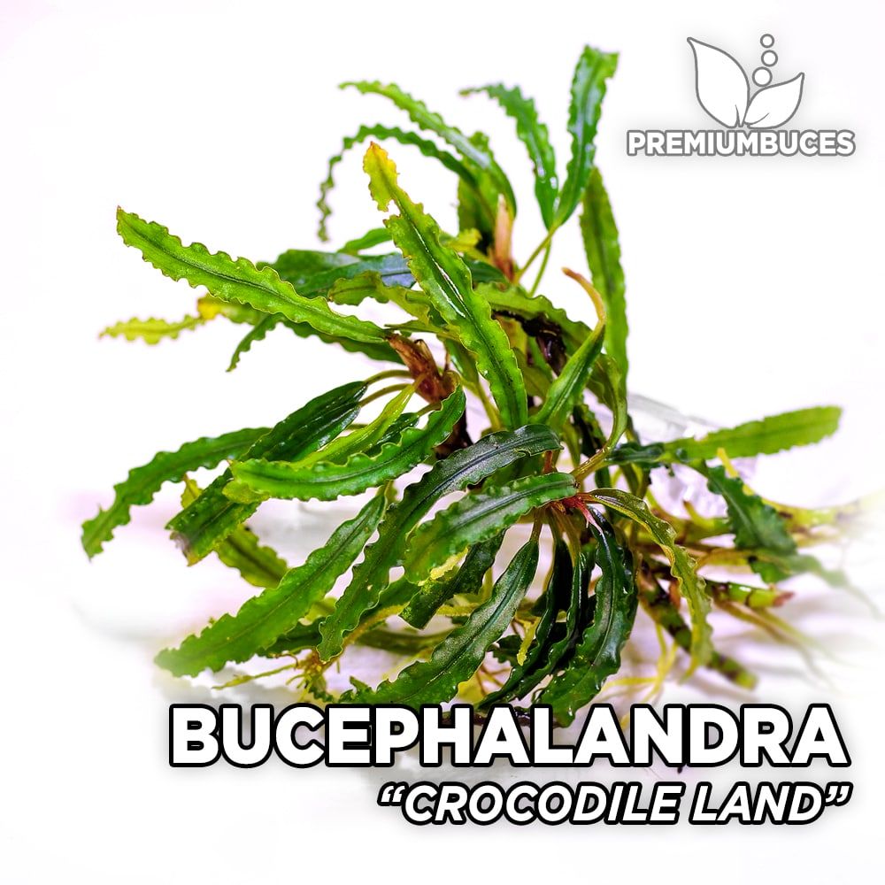 期間限定】 bucephalandra blackpink 1株 variegata - 魚用品/水草 - alrc.asia