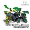 Bucephalandra Hades Original planta de acuario