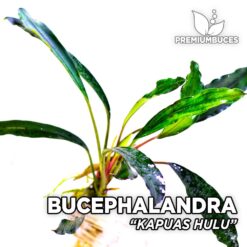 Bucephalandra Kapuas Hulu planta de acuario