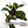 Bucephalandra Lalina planta de acuario