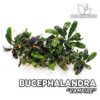Bucephalandra Vampire planta de acuario