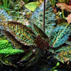 Cryptocoryne