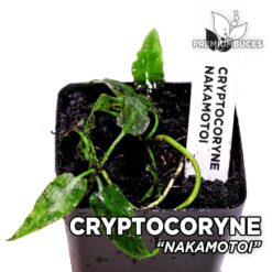Cryptocoryne Nakamotoi planta de acuario